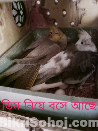 লাভবার্ড ককাটেল